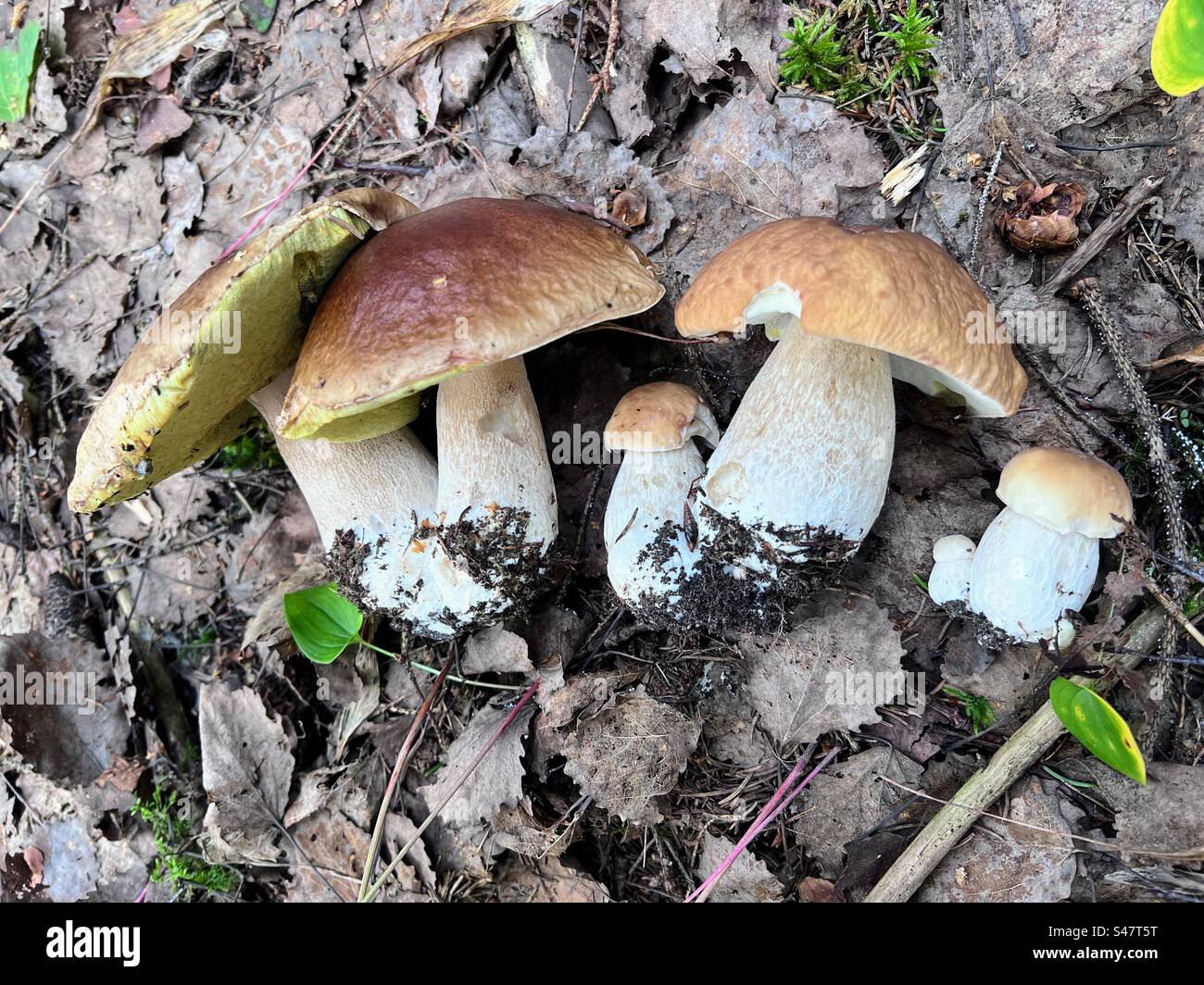 Divertenti coppie familiari di funghi funghi funghi funghi bolo edulis di dimensioni diverse sul terreno forestale ricoperto da foglie cadute secche Foto Stock