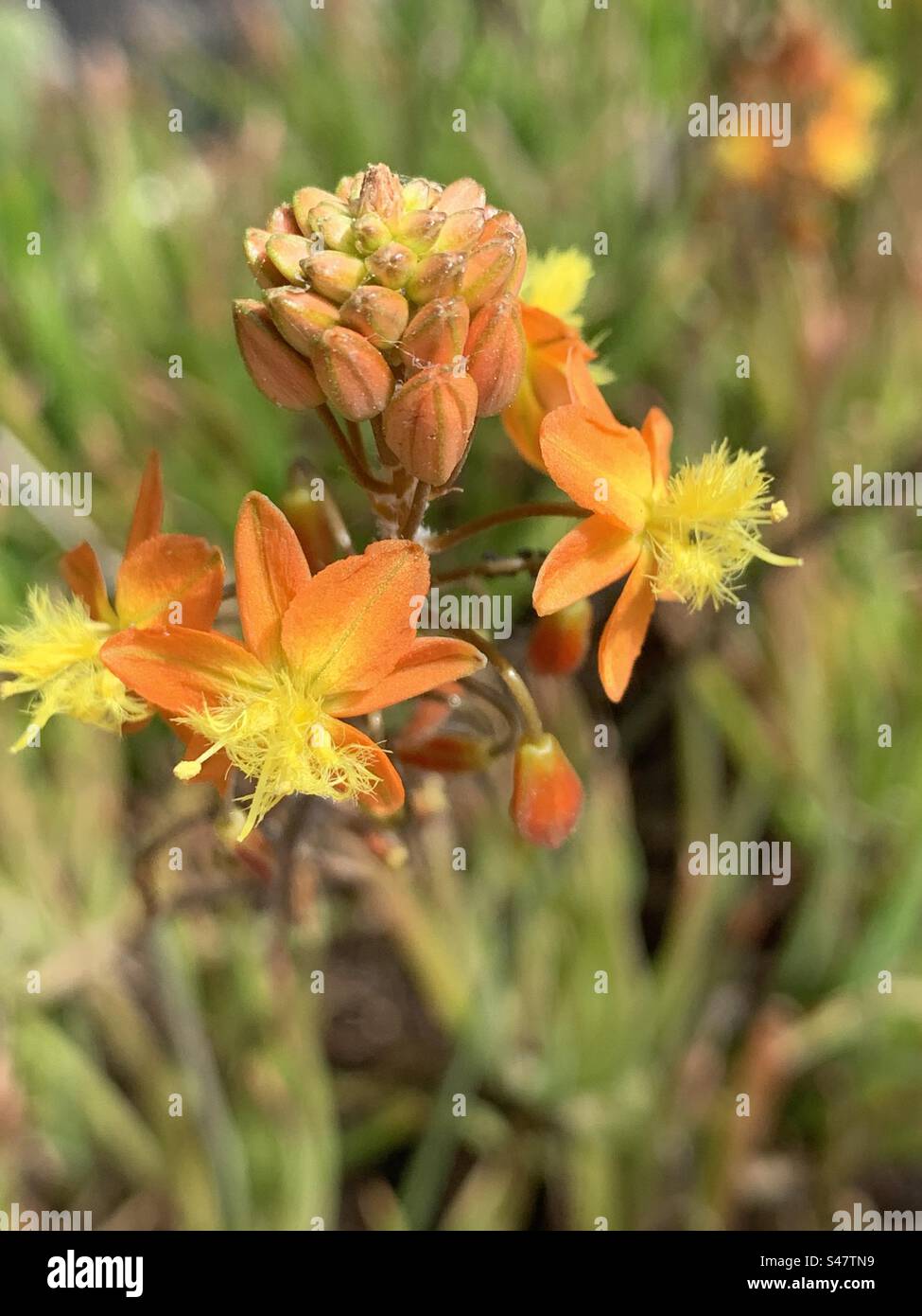 Non c'è nient'altro di più bello della natura - Immagine stock catturata con smartphone