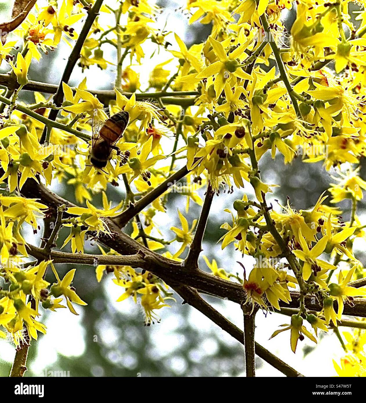 Ape su fiori gialli Foto Stock