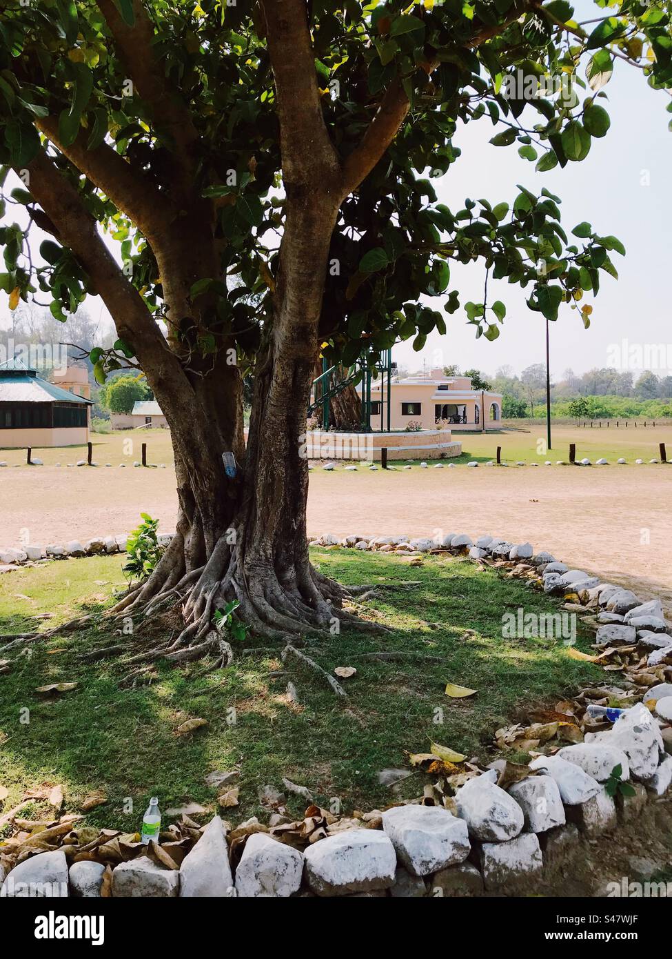 Un albero con una casa sullo sfondo - Immagine stock catturata con smartphone