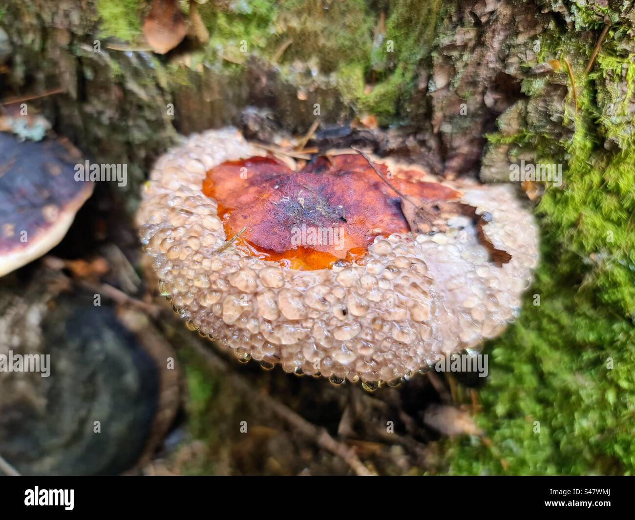 Fomitopsis pinicola (staffa con cintura rossa), fungo piangente, conk funghi da scaffale poliporoso che cresce sul tronco dell'albero Foto Stock