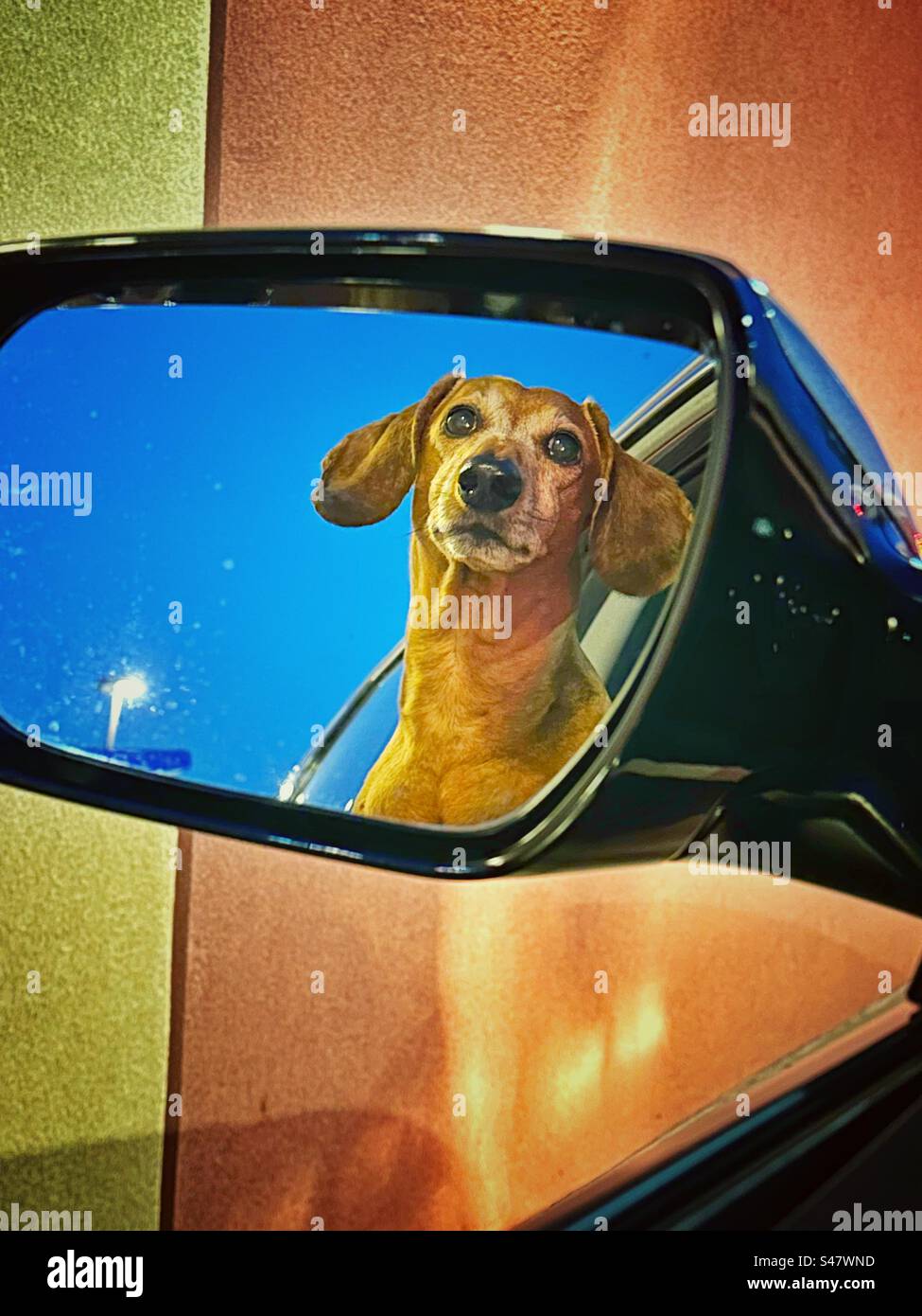 Riflesso di un bassotto in miniatura sullo specchio laterale di un'auto in un drive-through di un ristorante Foto Stock