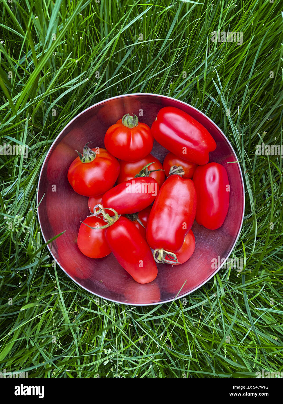 Una ciotola di pomodori freschi - Immagine stock catturata con smartphone