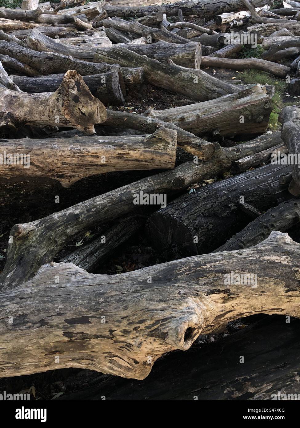 Tronchi di alberi caduti - Immagine stock catturata con smartphone