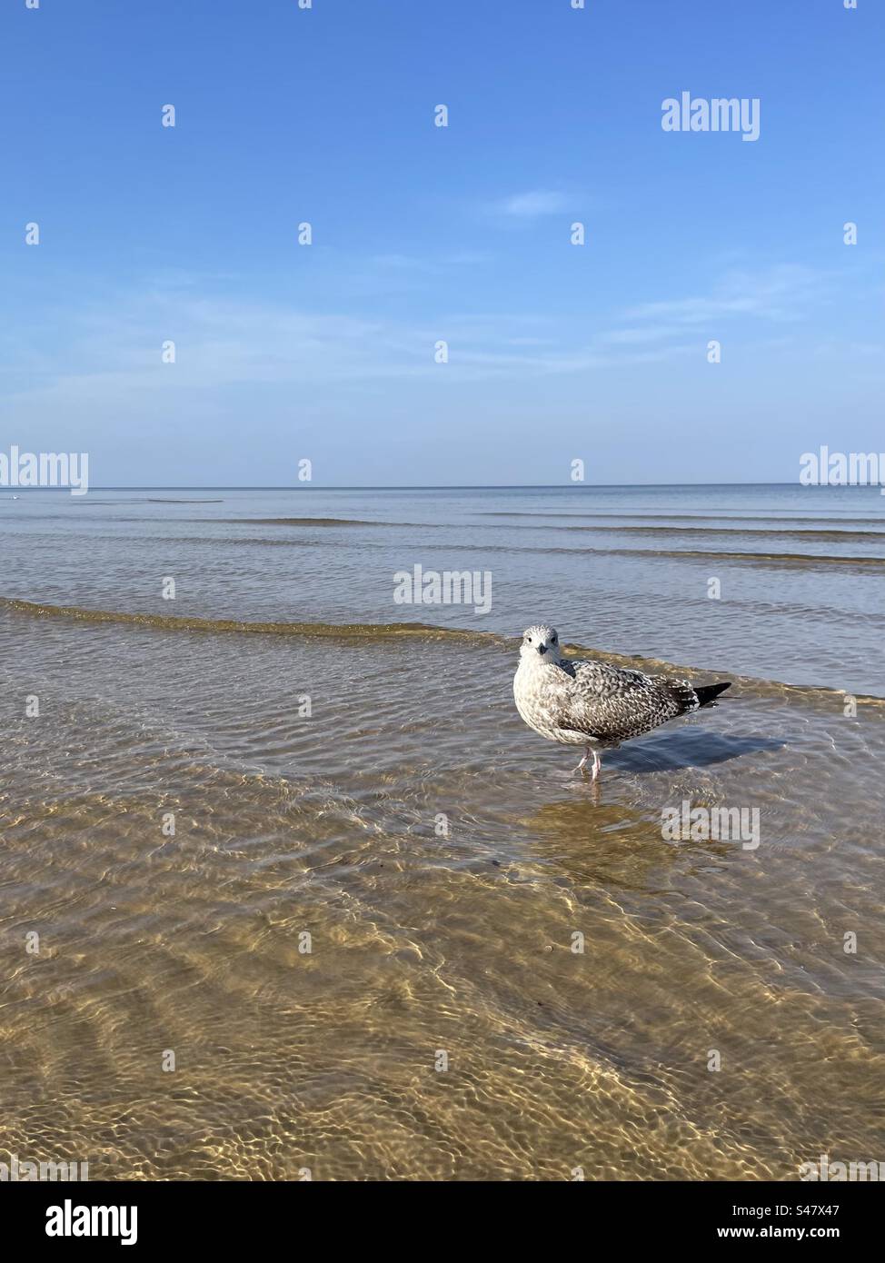 Gabbiano che cammina nel mare Foto Stock