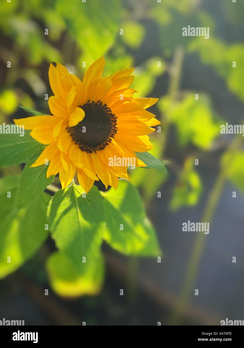 Girasole solitario (elianto) Foto Stock