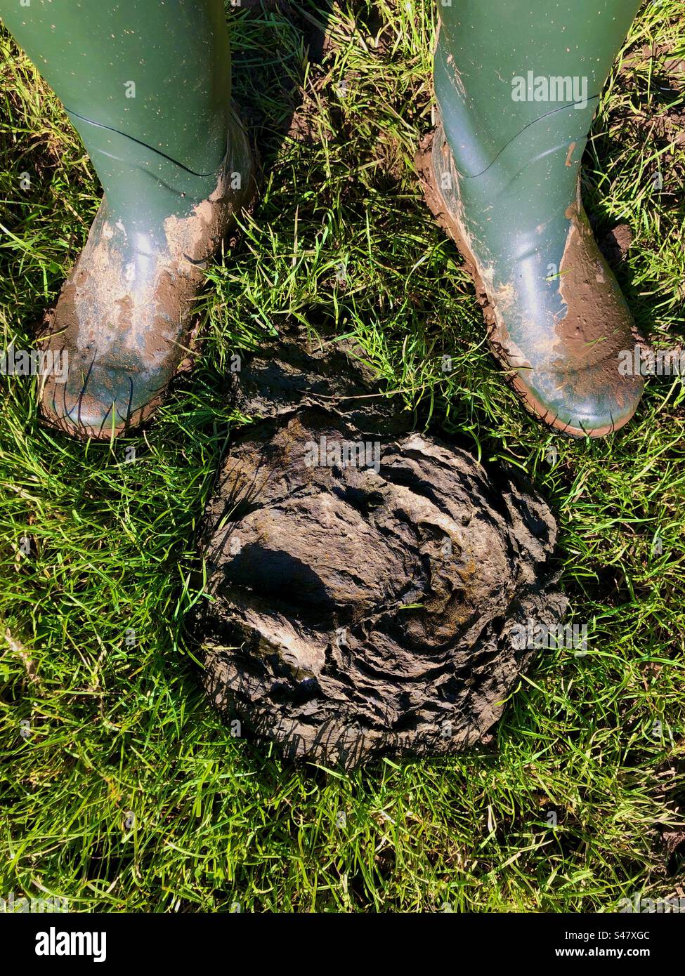 Agricoltura biologica in una fattoria nel Regno Unito Foto Stock