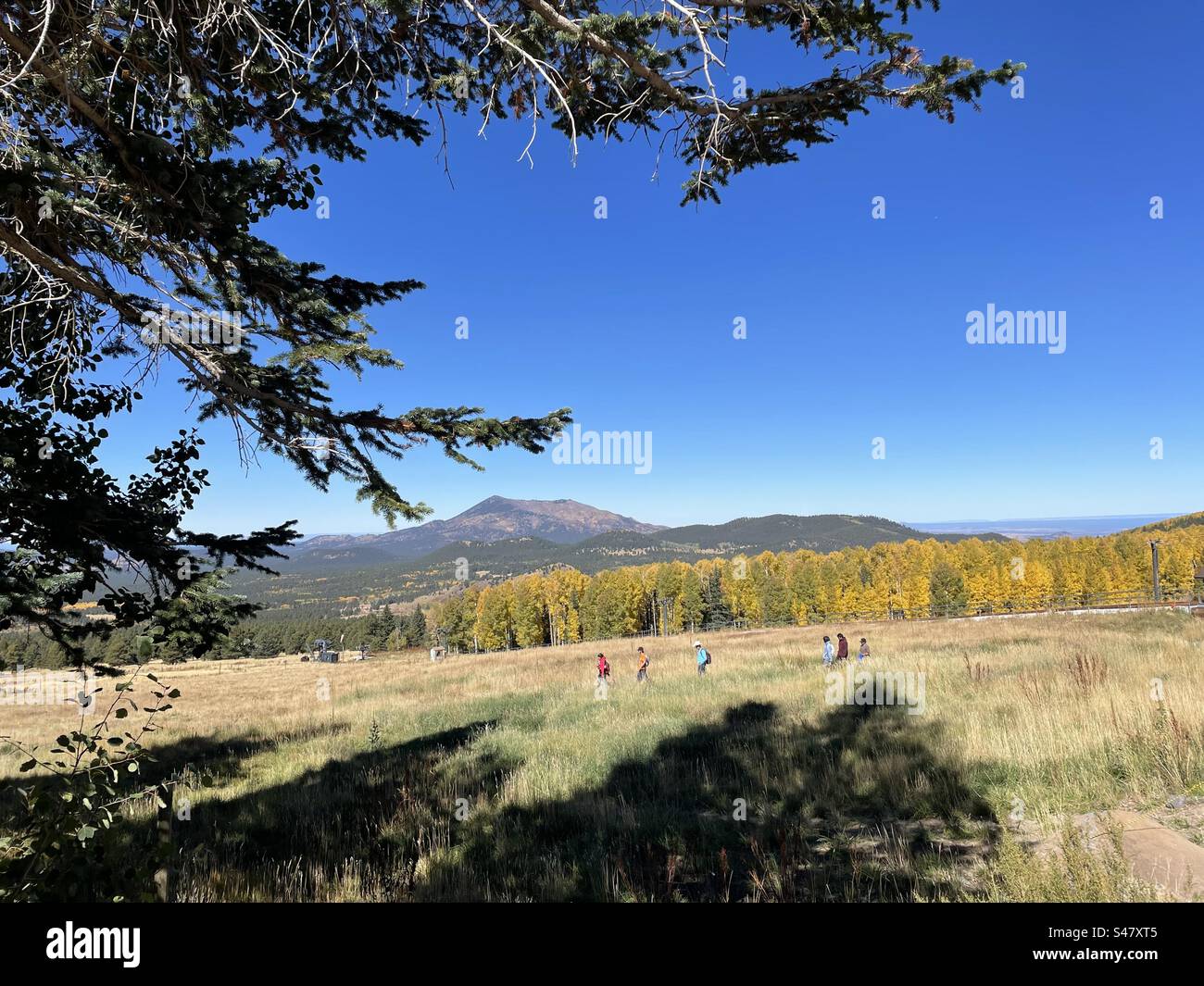 Escursionisti in campo di attraversamento di giacche luminose, aspen dorato, cielo blu brillante, antico picco vulcanico, incorniciato da rami di pino e ombre degli alberi, Snow Bowl, Flagstaff, Arizona Foto Stock