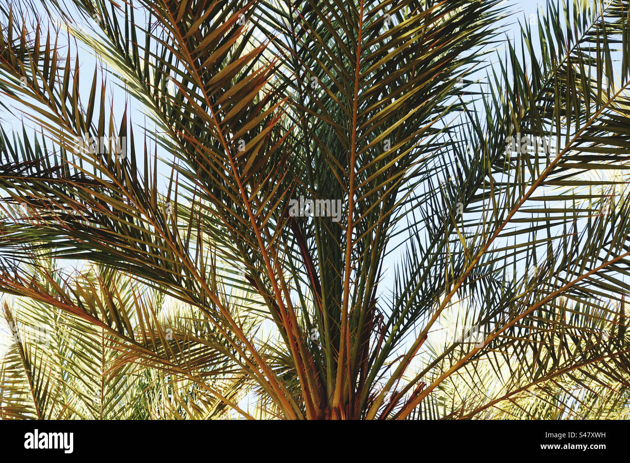 Sfondo naturale di foglie di palma Foto Stock