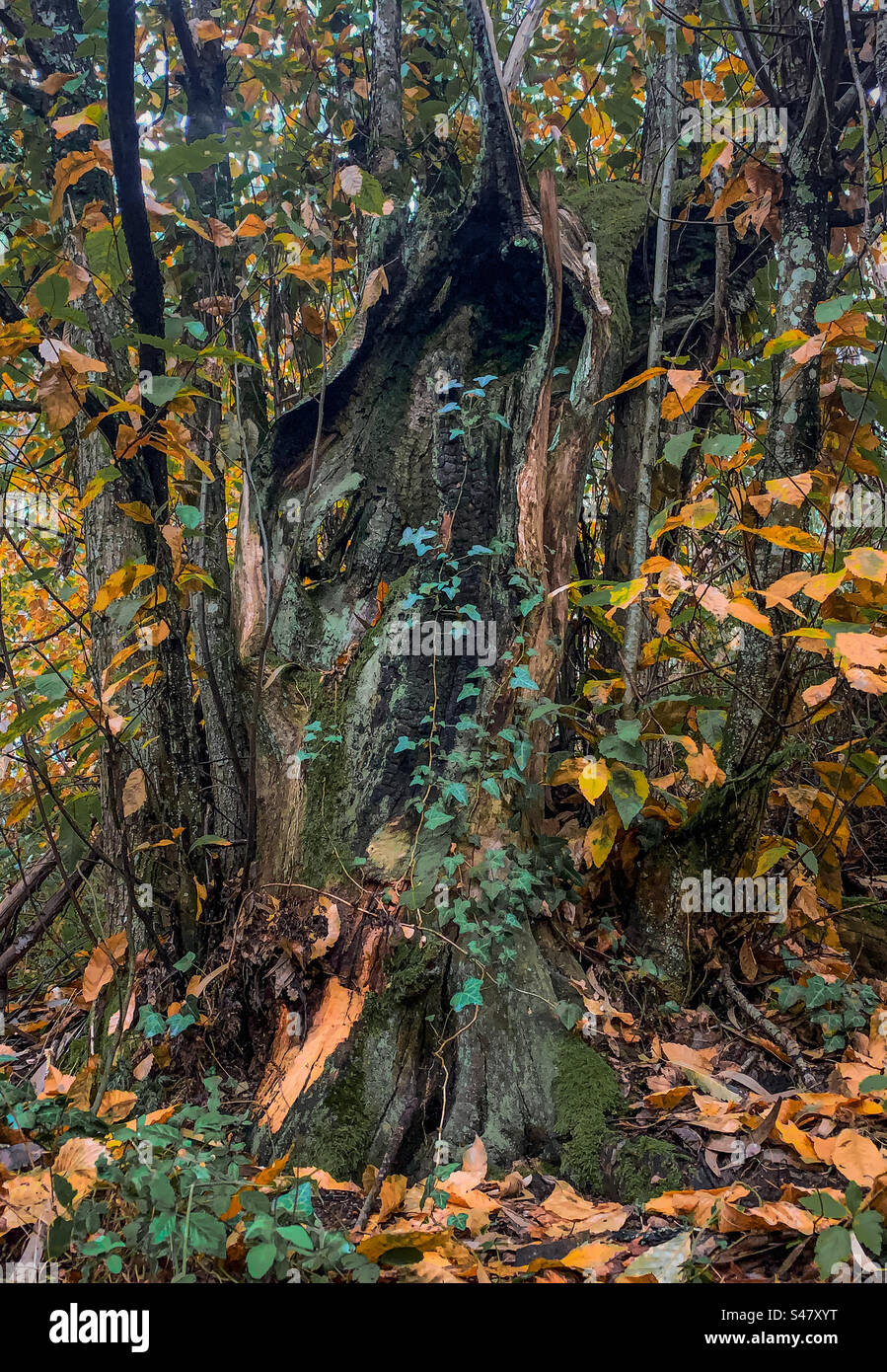 Il vecchio albero di castagno Foto Stock