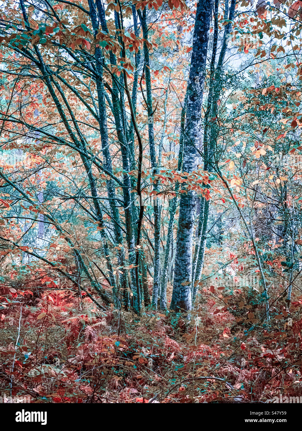 Castagno autunnale e bracken Foto Stock