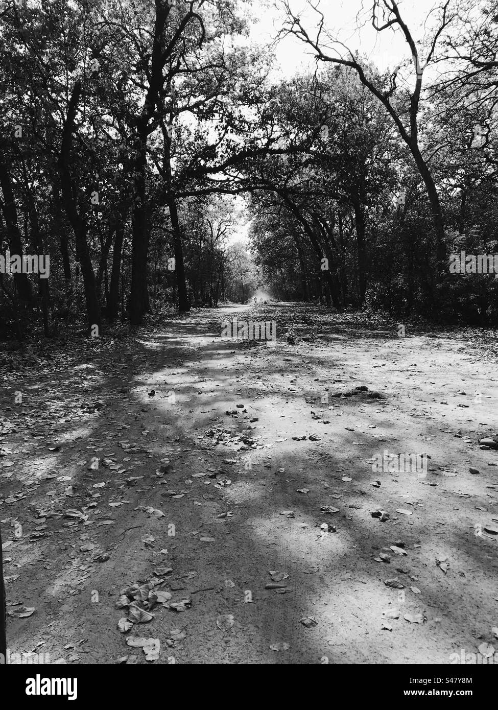 Immagine in bianco e nero di alberi alti in una foresta pluviale Foto Stock