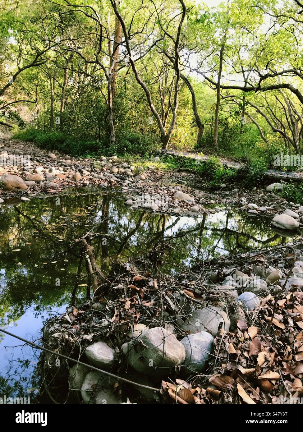 Un corpo d'acqua in una foresta pluviale Foto Stock
