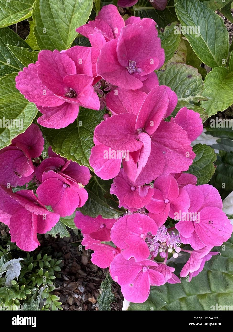 Fiore di ortensia rosa scuro - Immagine stock catturata con smartphone
