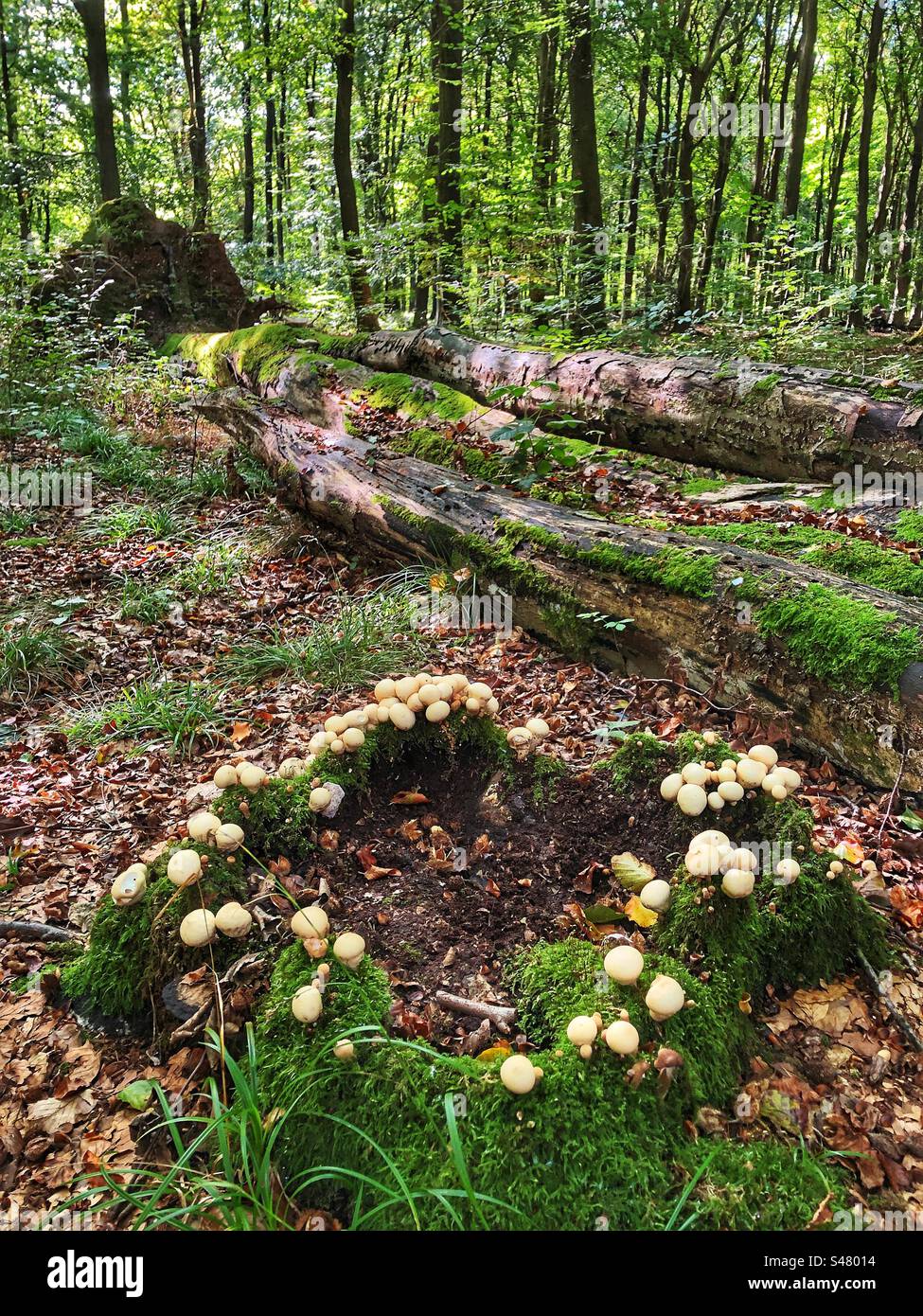 Fungo a forma di palla di ceppo (Apioperdon pyriforme) in autunno che cresce su un ceppo d’albero nelle faggete vicino a Winchester, Hampshire, Regno Unito - Immagine stock catturata con smartphone