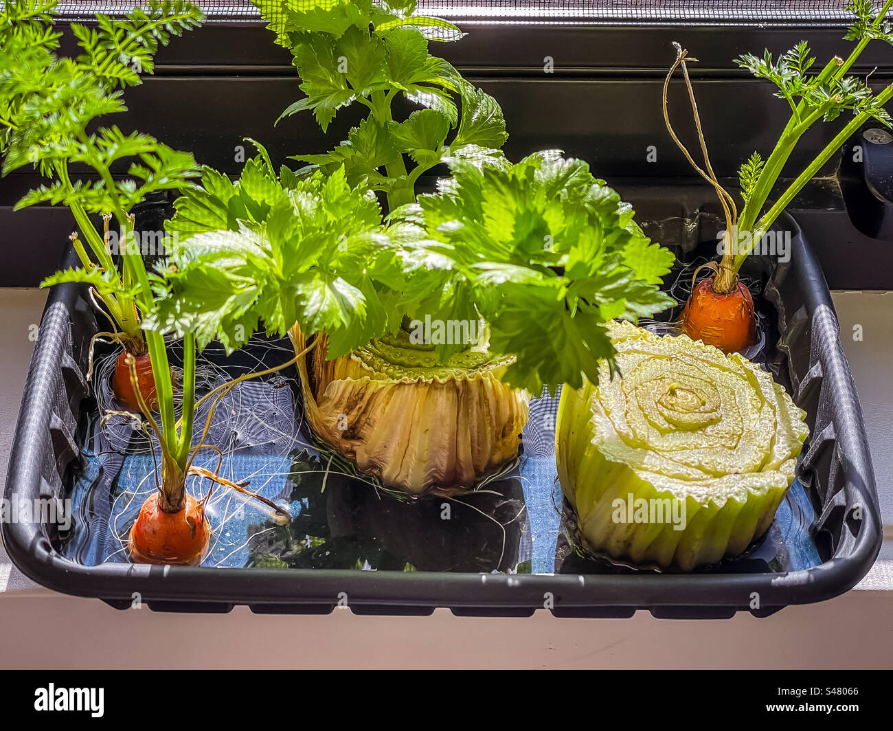 Ricrescere le verdure. Concetto di zero rifiuti. I piani di carota e le basi di sedano ricrescono in acqua in un contenitore di plastica riprogettato sul davanzale. Rispetta l'ambiente: Riduci, riutilizza, ricicla. Stili di vita. - Immagine stock catturata con smartphone