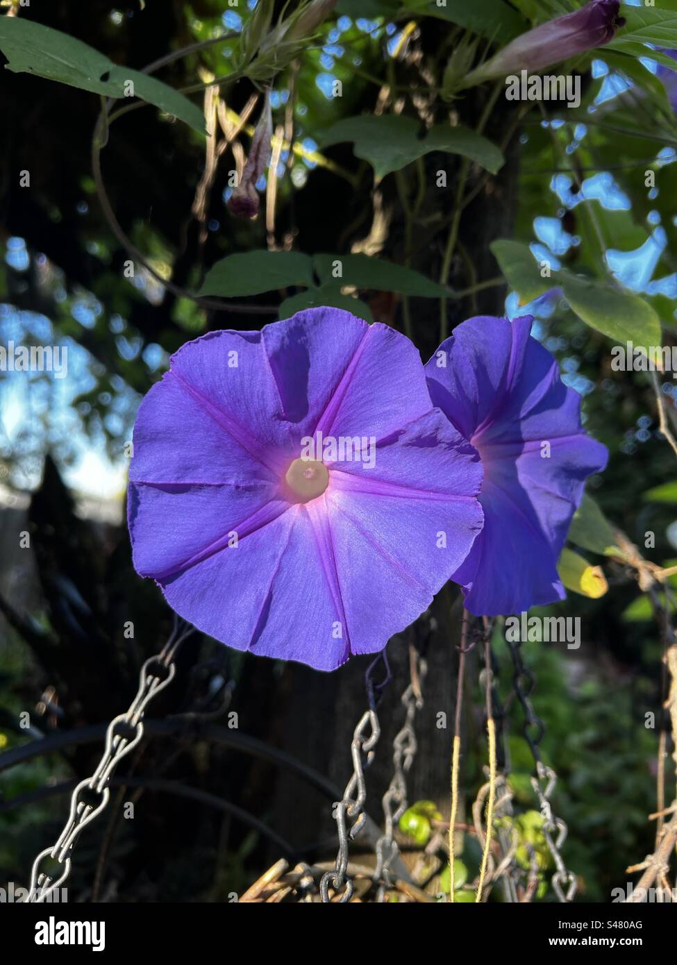 Fiore di gloria del mattino alla MATTINA Foto Stock
