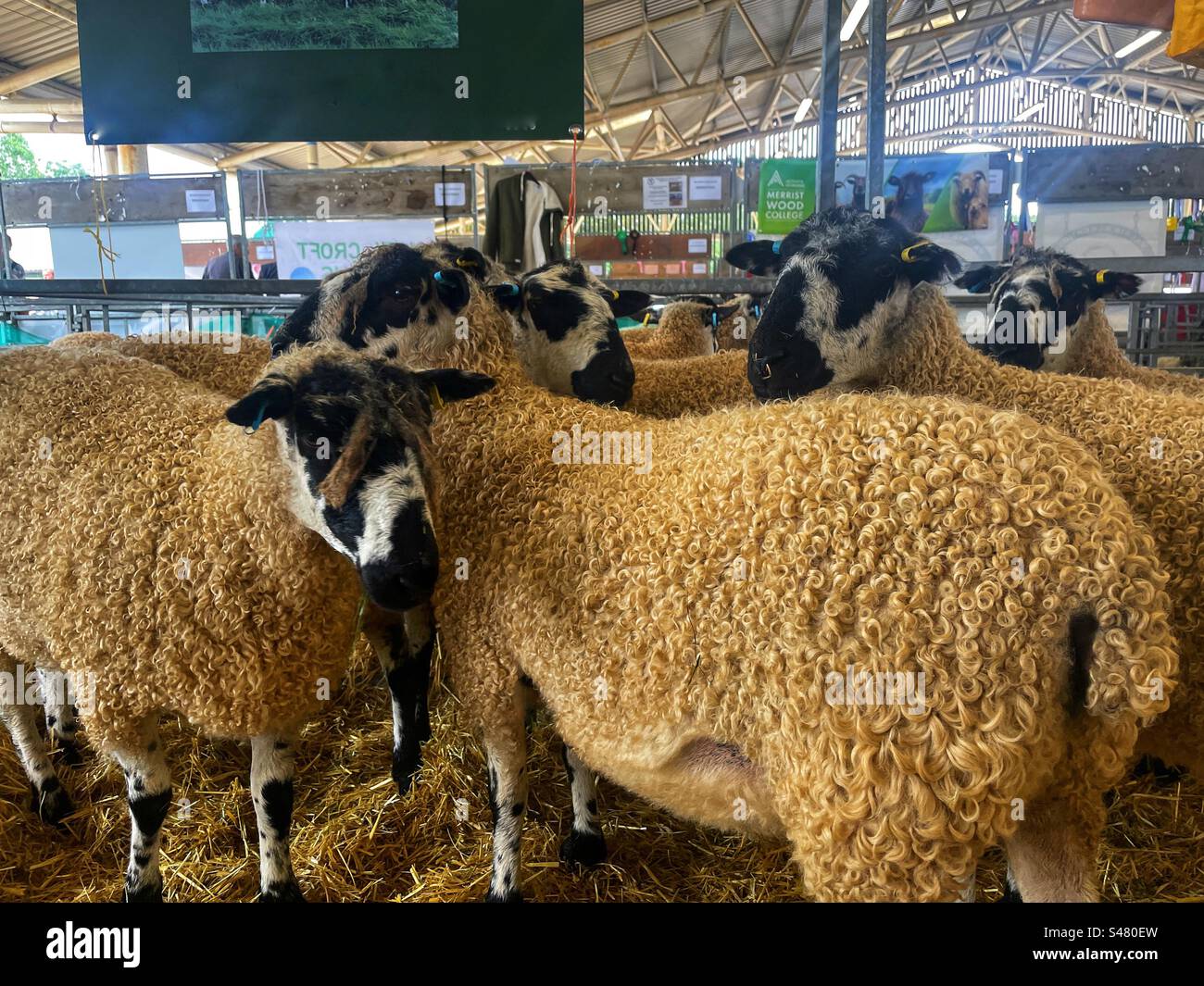 Pecore al Great Yorkshire Show Foto Stock