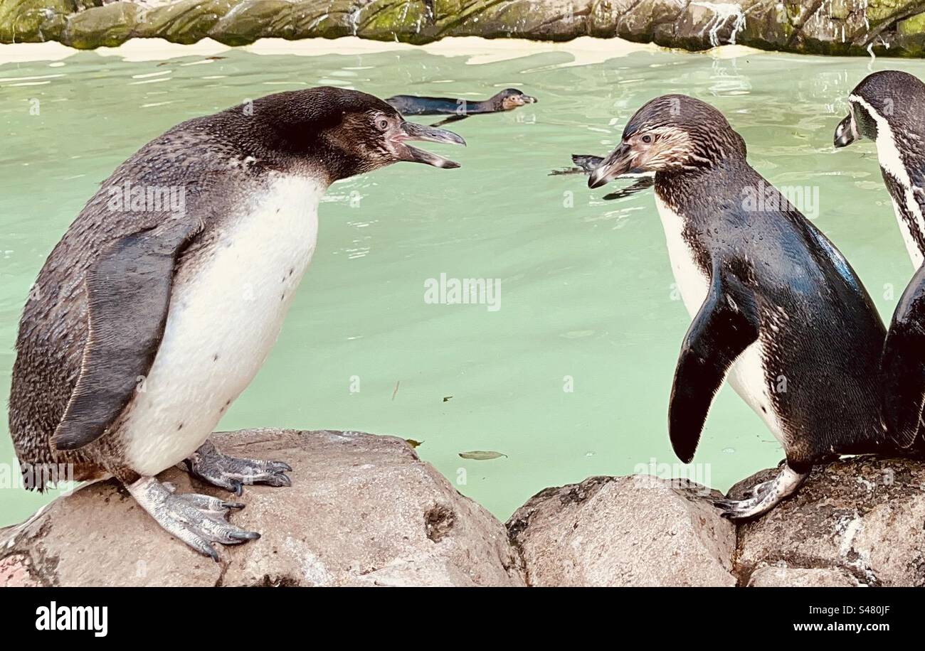 I pinguini di Humboldt discutono Foto Stock