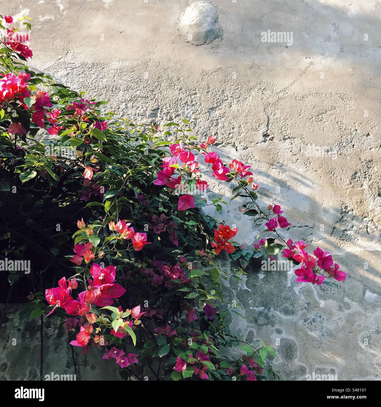 Fiori di bouganville - Immagine stock catturata con smartphone