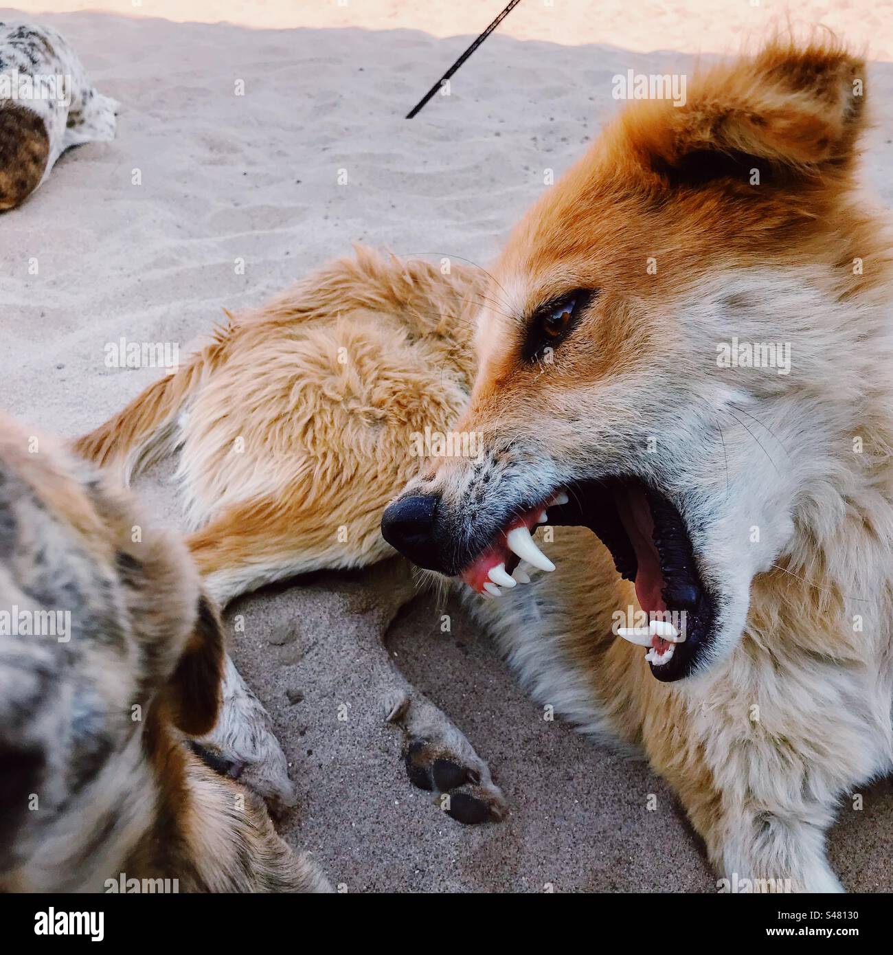 I cani randagi sulla spiaggia - Immagine stock catturata con smartphone