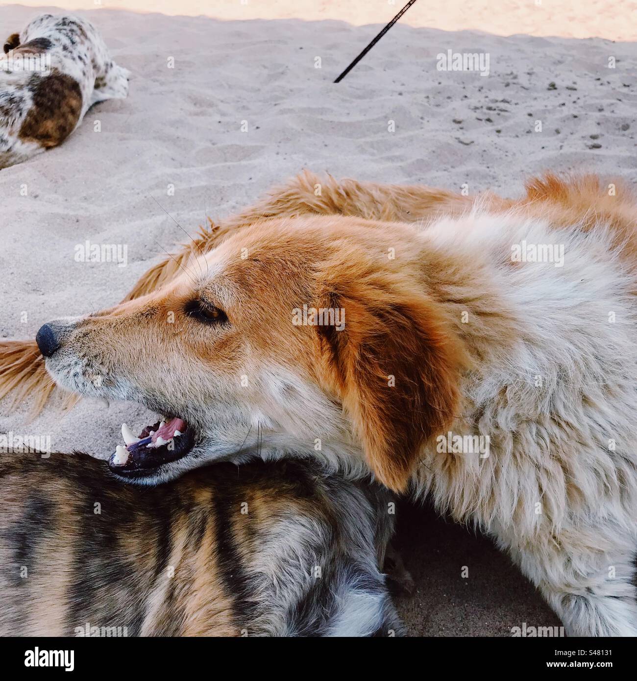 I cani randagi sulla spiaggia - Immagine stock catturata con smartphone