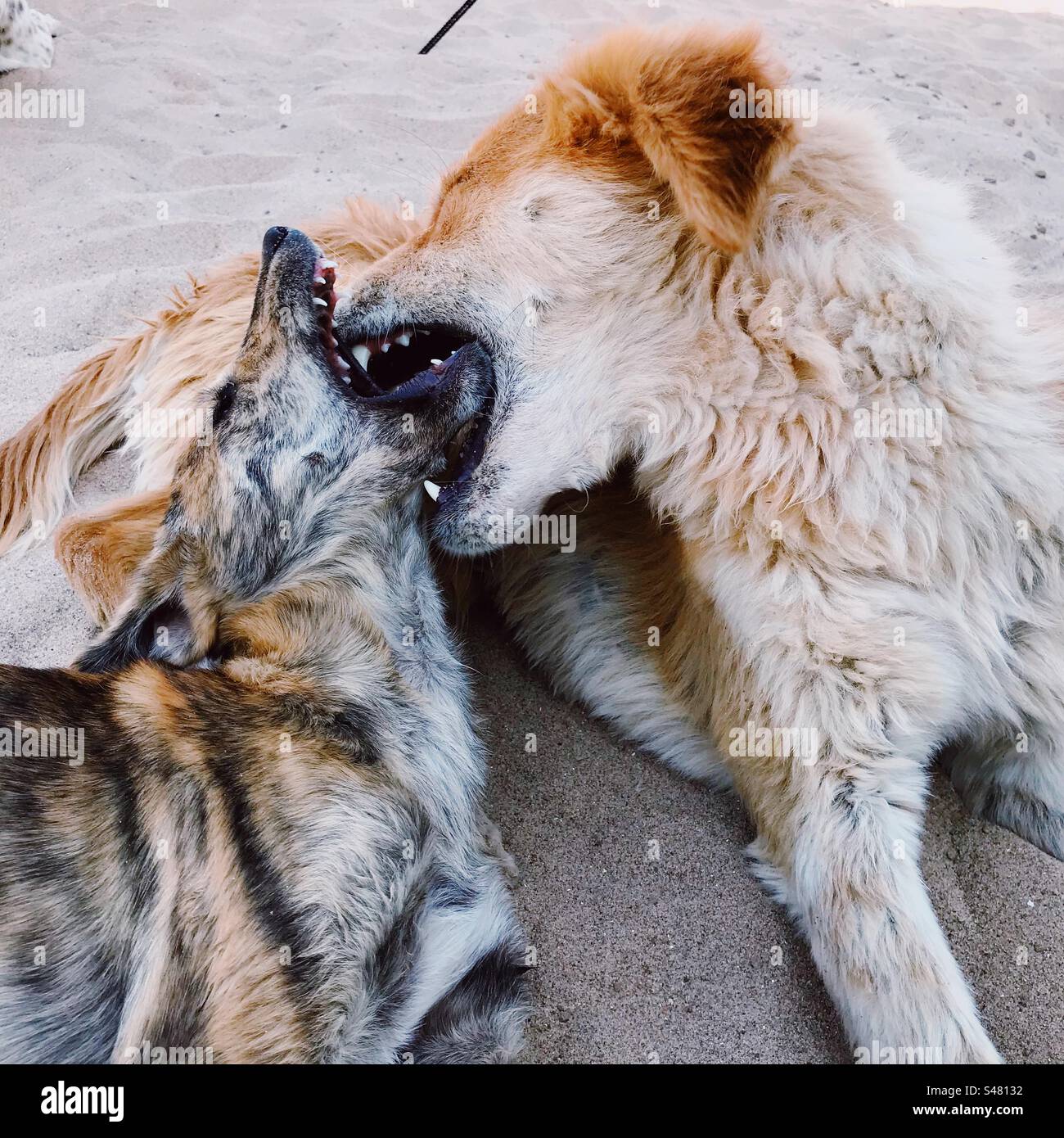 I cani randagi sulla spiaggia - Immagine stock catturata con smartphone