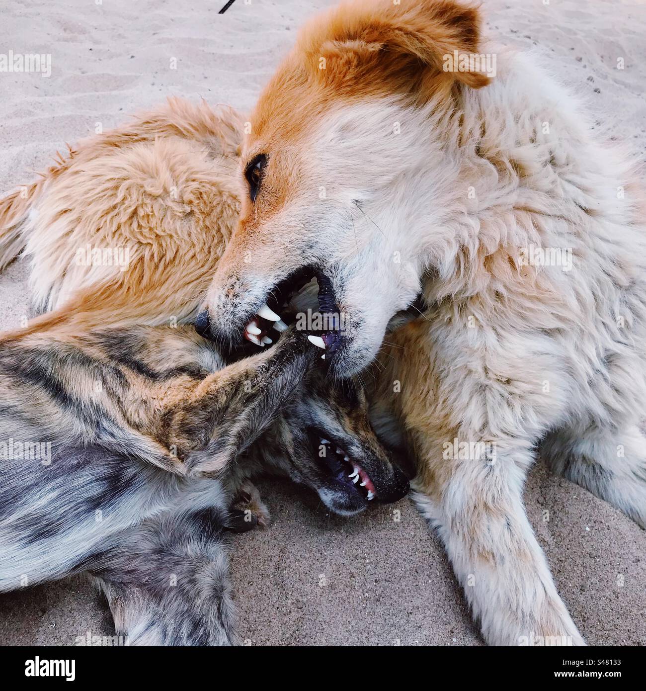 I cani randagi sulla spiaggia - Immagine stock catturata con smartphone
