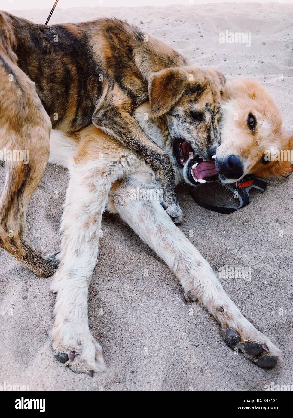 I cani randagi sulla spiaggia - Immagine stock catturata con smartphone
