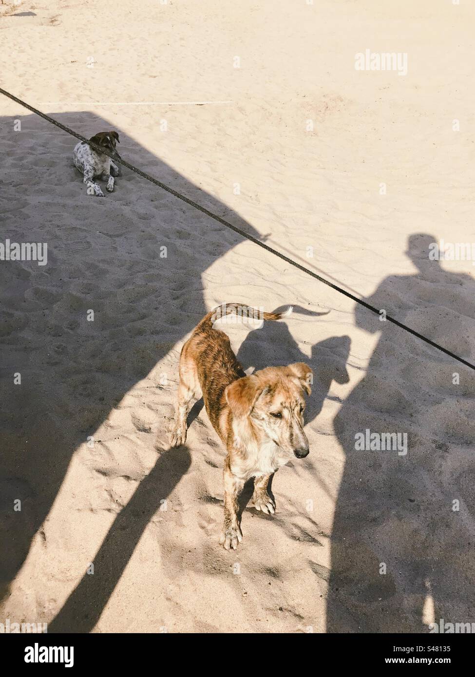 I cani randagi sulla spiaggia - Immagine stock catturata con smartphone