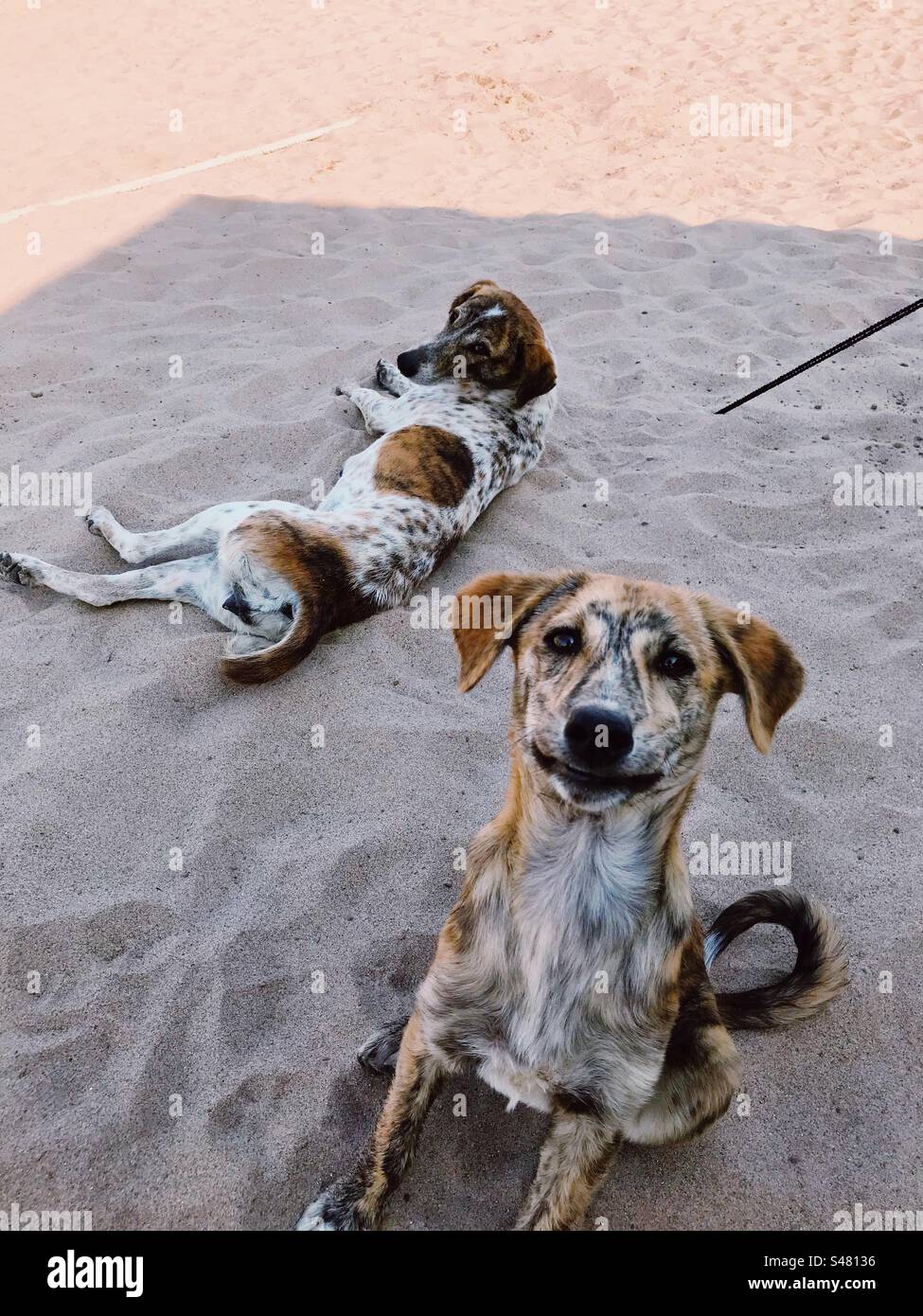 I cani randagi sulla spiaggia - Immagine stock catturata con smartphone