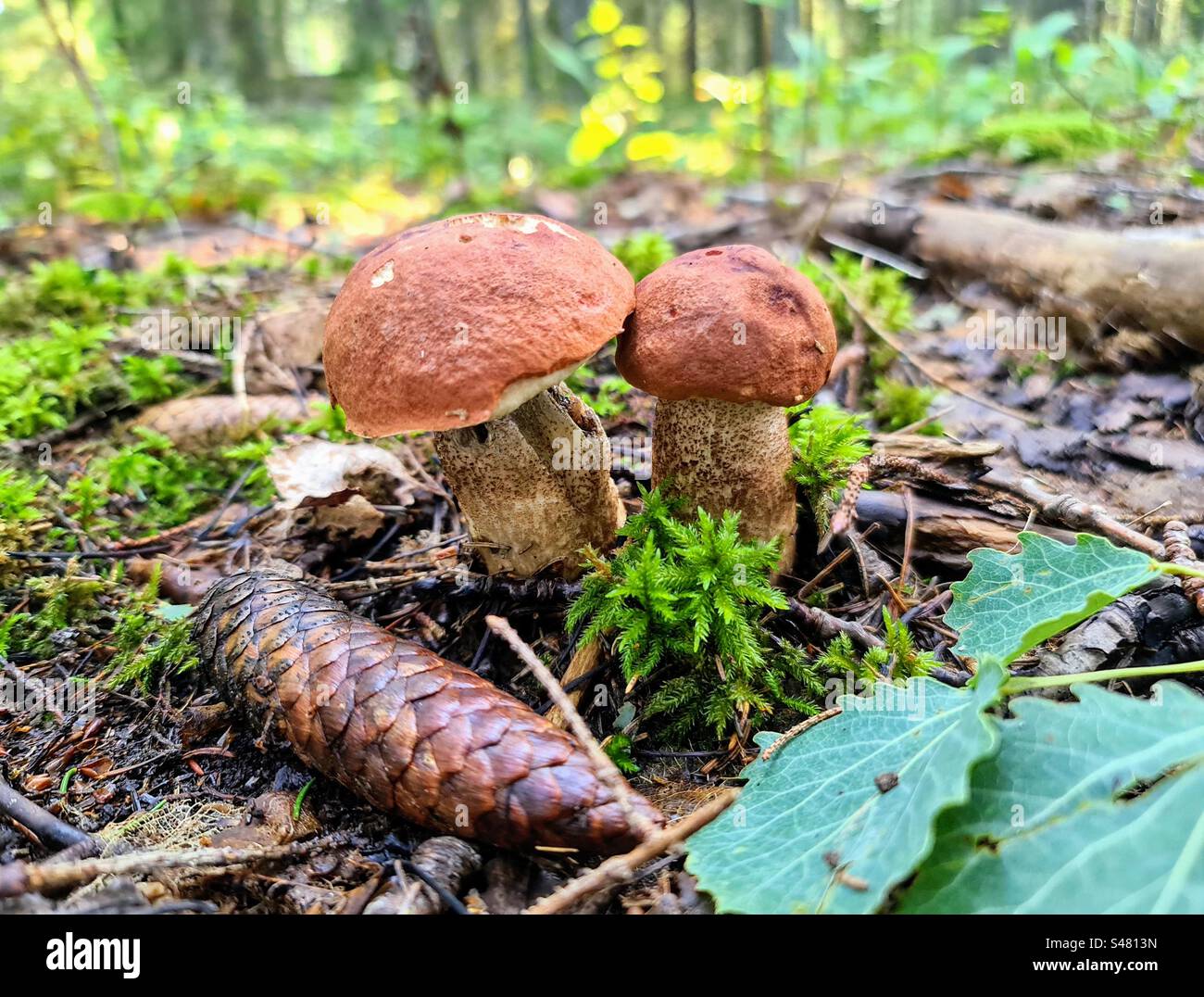 Due giovani cappellini d'arancia Leccinum aurantiacum gambo di raschietto rosso betulla bolete fungo funghi funghi che crescono nel terreno umido della foresta con cono di conifere, muschio e foglie cadute - Immagine stock catturata con smartphone