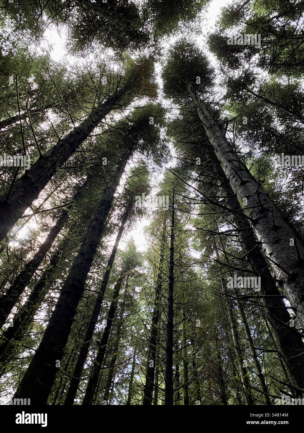 Guardando verso l'alto alti pini - Immagine stock catturata con smartphone