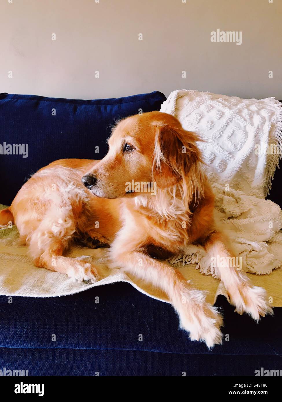 Un cane seduto e che pensa sul divano Foto Stock