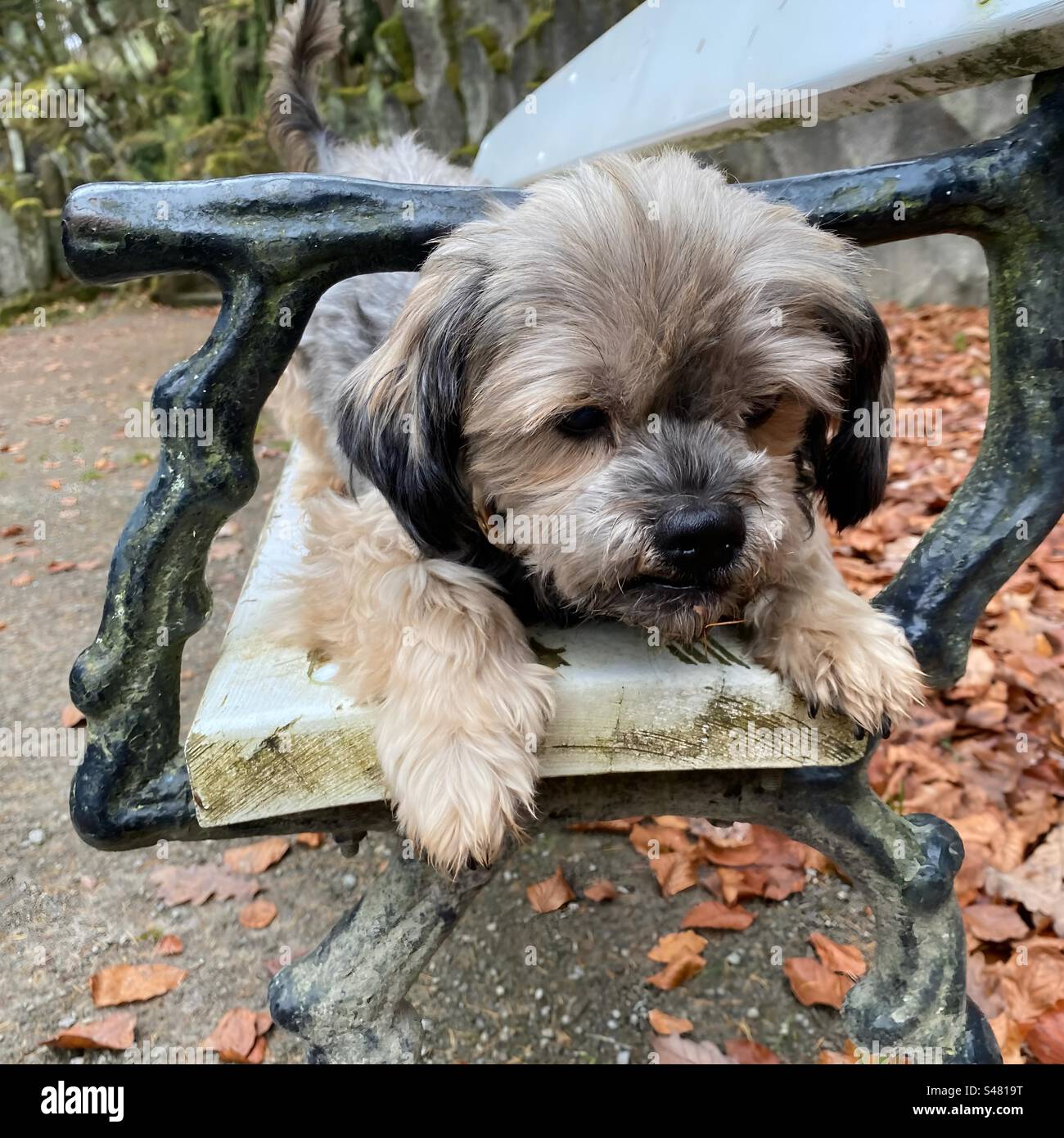 Curioso piccolo cane su una panchina del parco Foto Stock