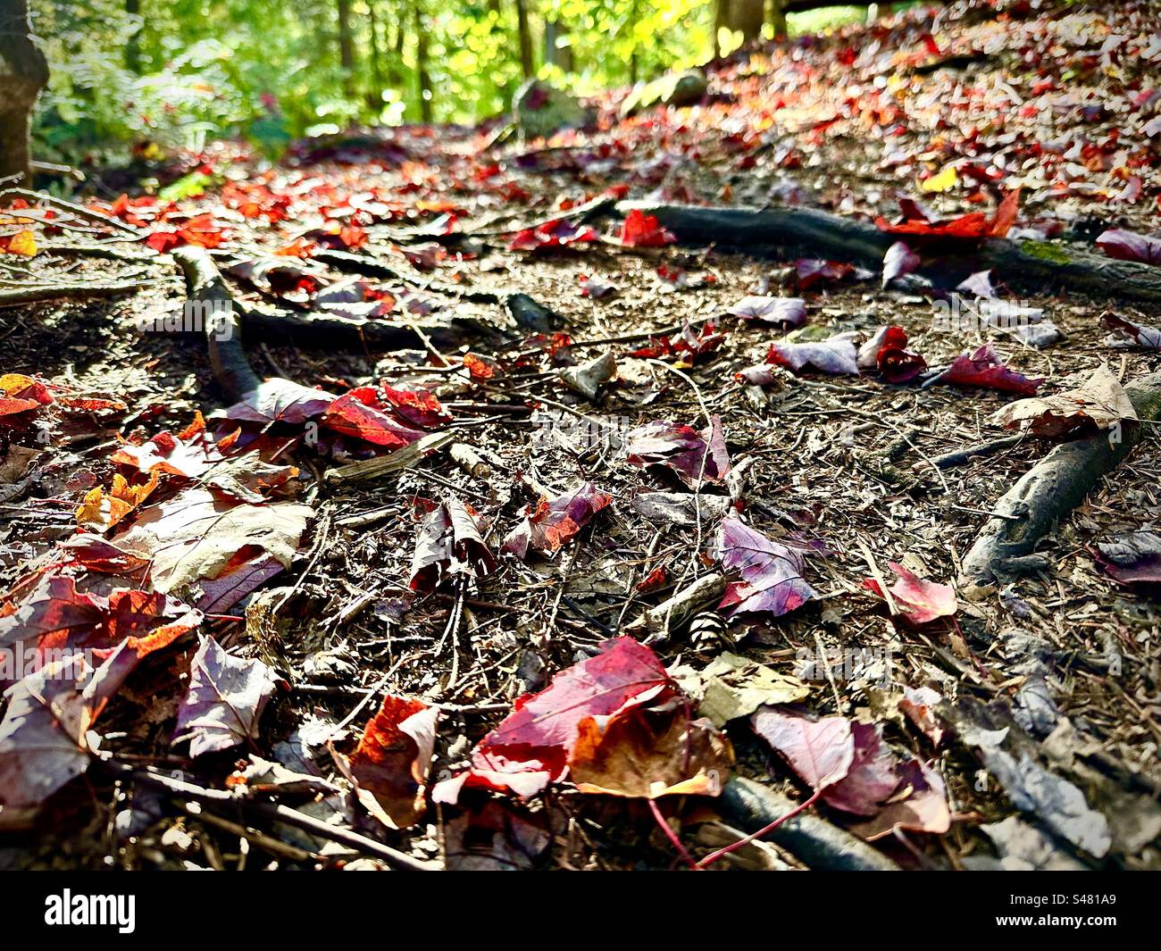 Foglie rosse e marroni sul pavimento della foresta - Immagine stock catturata con smartphone