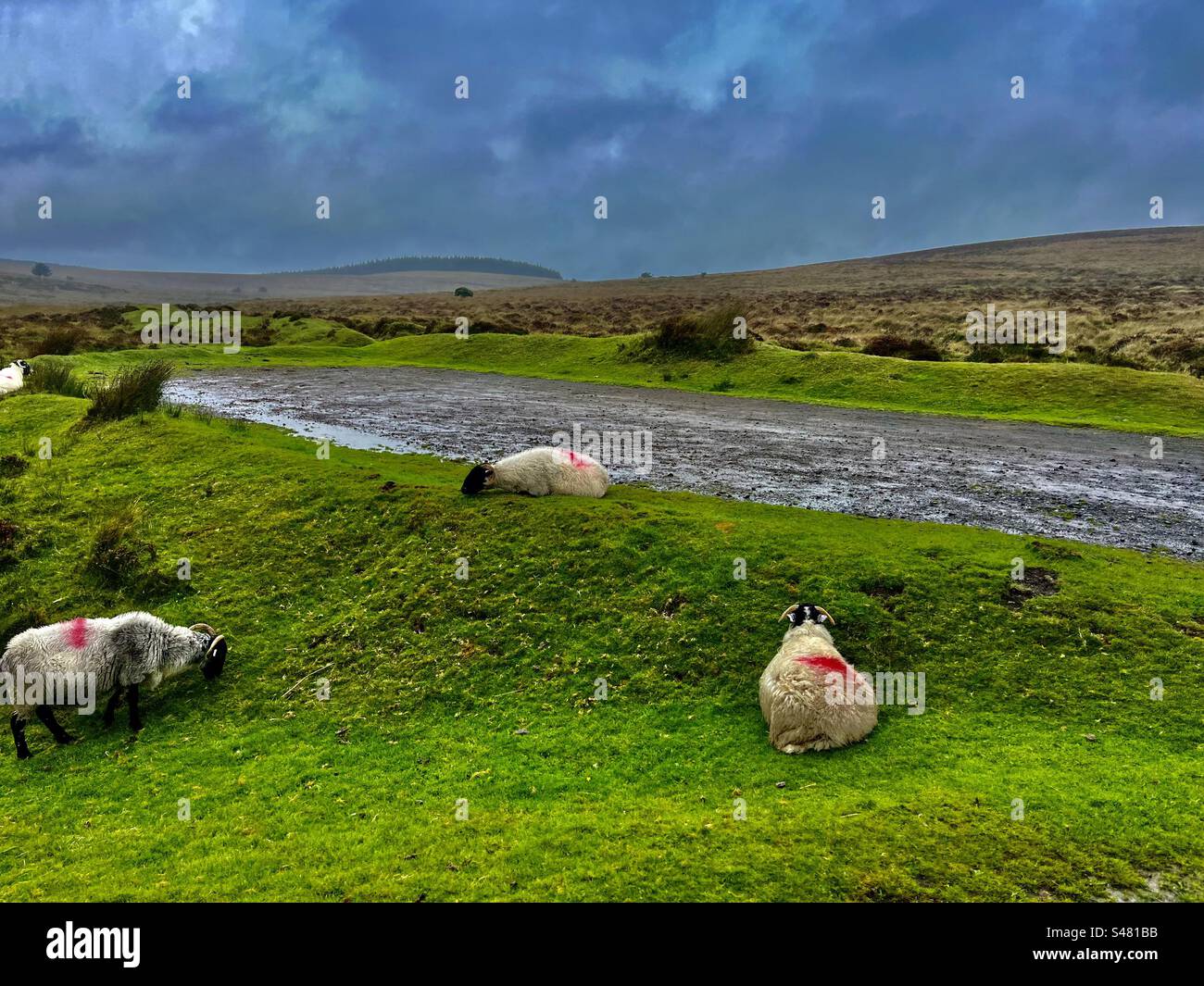 Le pecore che pascolano sedute sedute addossate nuvolose nuvole cielo grigio bestiame che guarda fuori dal finestrino dell'auto nel parco nazionale di Dartmoor piante naturali piante erbose campagna in Inghilterra Foto Stock