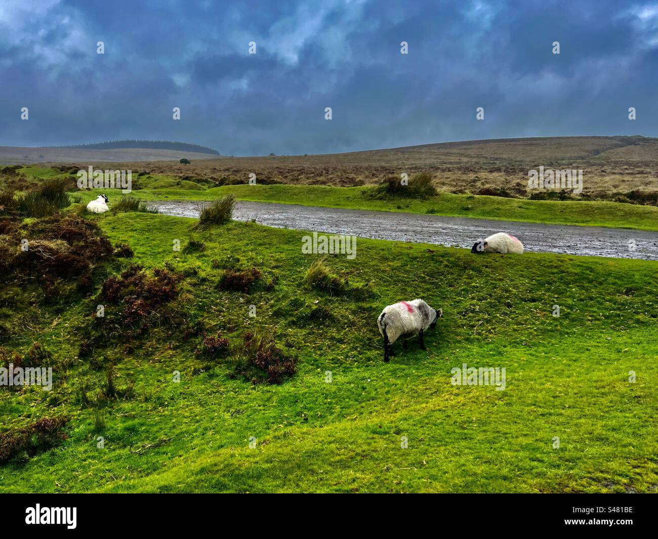 Pecore che pascolano nuvole nuvolose cielo grigio bestiame che guarda fuori dal finestrino del parco nazionale di Dartmoor piante naturali erba campagna alberi Inghilterra Foto Stock