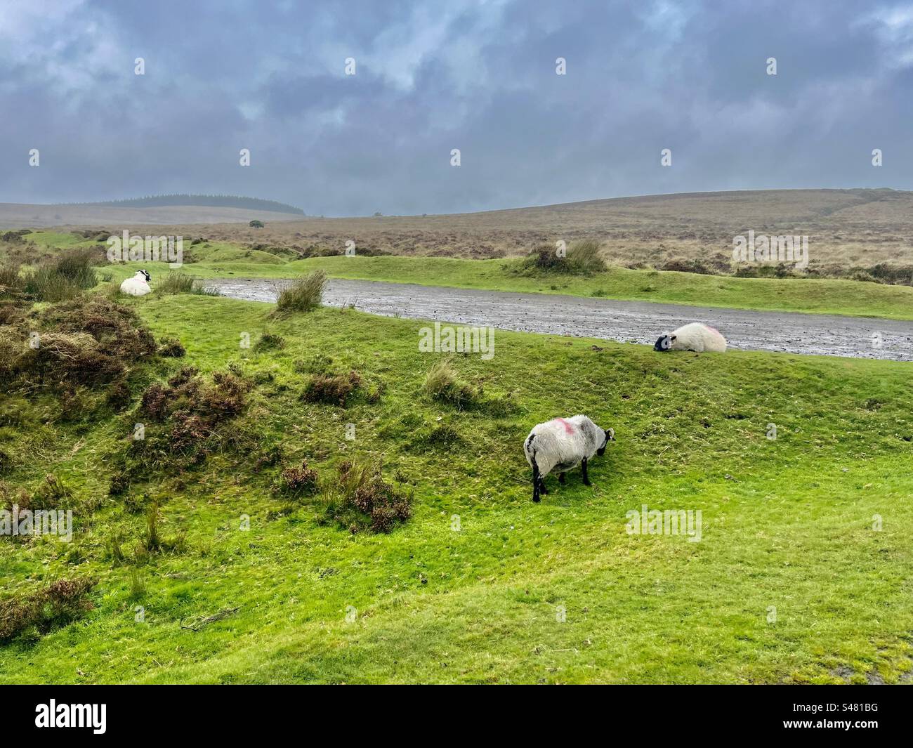 Pecore che pascolano nuvole nuvolose cielo grigio bestiame che guarda fuori dal finestrino del parco nazionale di Dartmoor piante naturali erba campagna alberi Inghilterra Foto Stock