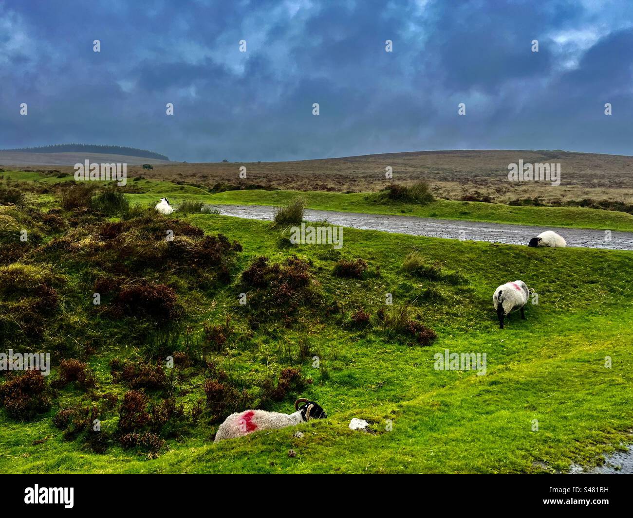 Pecore che pascolano nuvole nuvole cielo grigio bestiame che guarda fuori dal finestrino della macchina nel parco nazionale di Dartmoor piante naturali erba campagna alberi alberi foresta naturale boschi Inghilterra Foto Stock