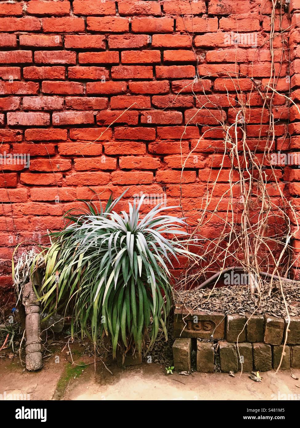 Muro di mattoni rossi con una pianta verde brillante in primo piano Foto Stock