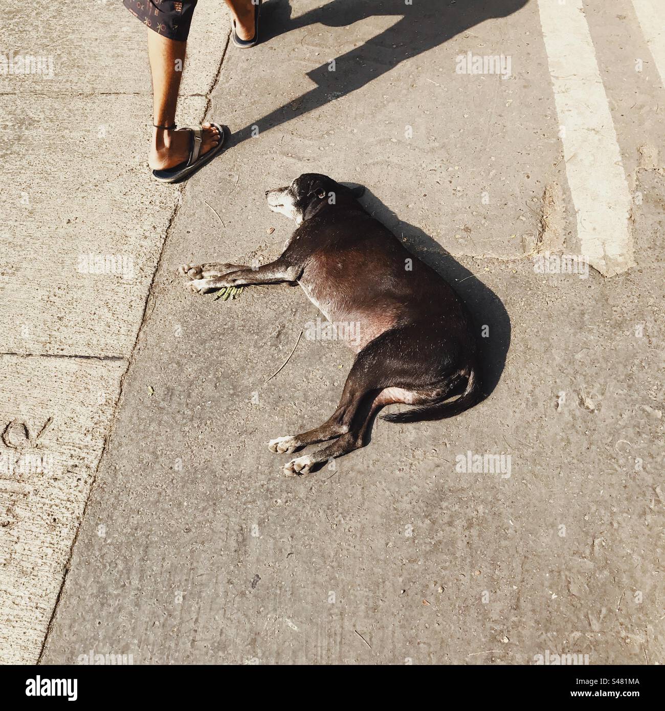 Cane randagio che dorme per strada - Immagine stock catturata con smartphone