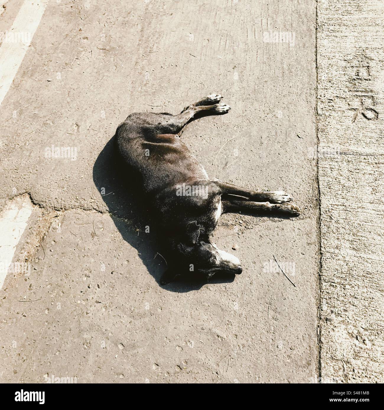 Cane randagio che dorme sulla strada - Immagine stock catturata con smartphone