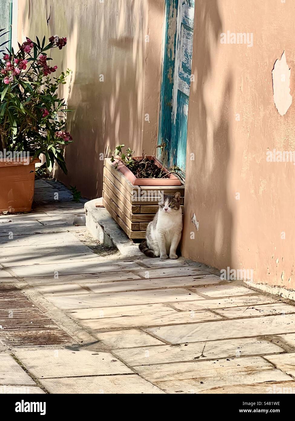 Un gatto che trova ombra sul lato di un edificio da una piantatrice in una piccola strada nel quartiere Plaka di Atene in estate - Immagine stock catturata con smartphone