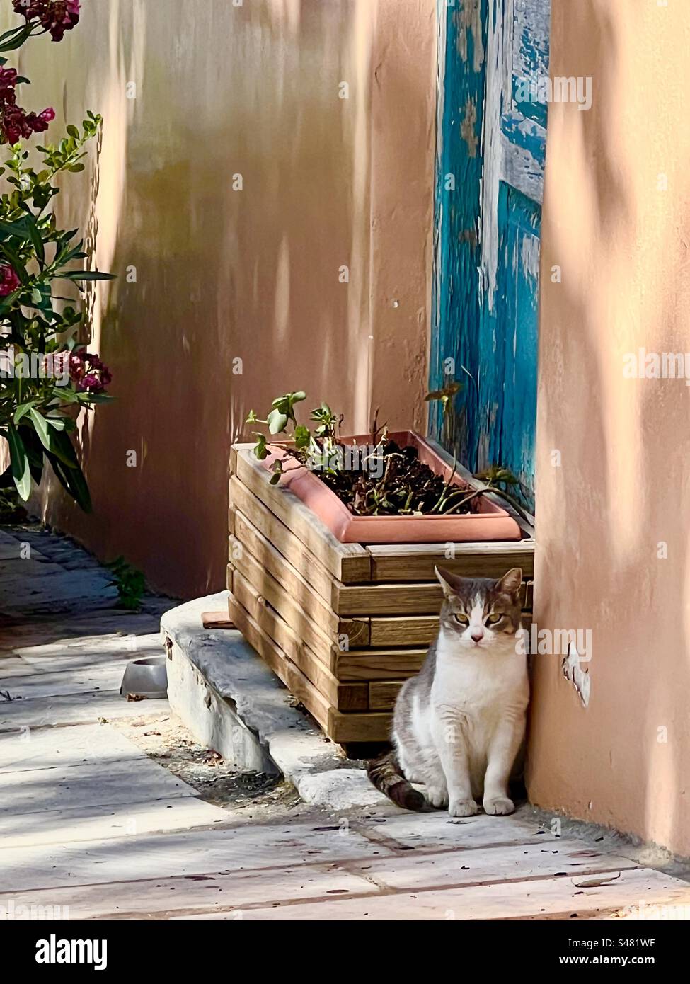 Gatto seduto all'ombra di un edificio con una porta blu e una piantatrice di legno in una piccola strada ad Atene. - Immagine stock catturata con smartphone