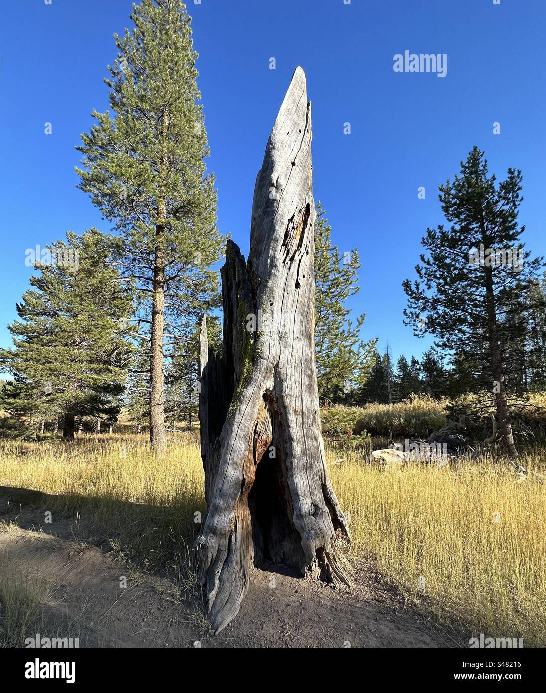 Questo ceppo di alberi è vicino a dove si accamparono George Donner (del famigerato Donner Party) e la sua famiglia. Il servizio forestale degli Stati Uniti gestisce un luogo per picnic e un percorso interpretativo. Foto Stock