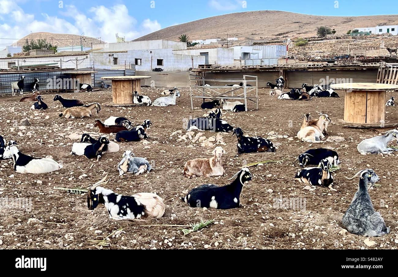 Capre di fuerteventura - Immagine stock catturata con smartphone