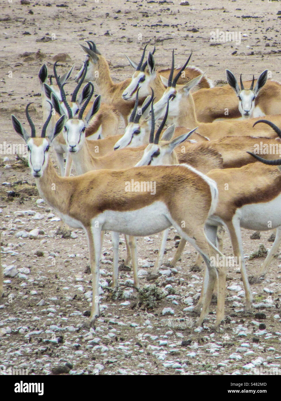 Antilope saltante Foto Stock