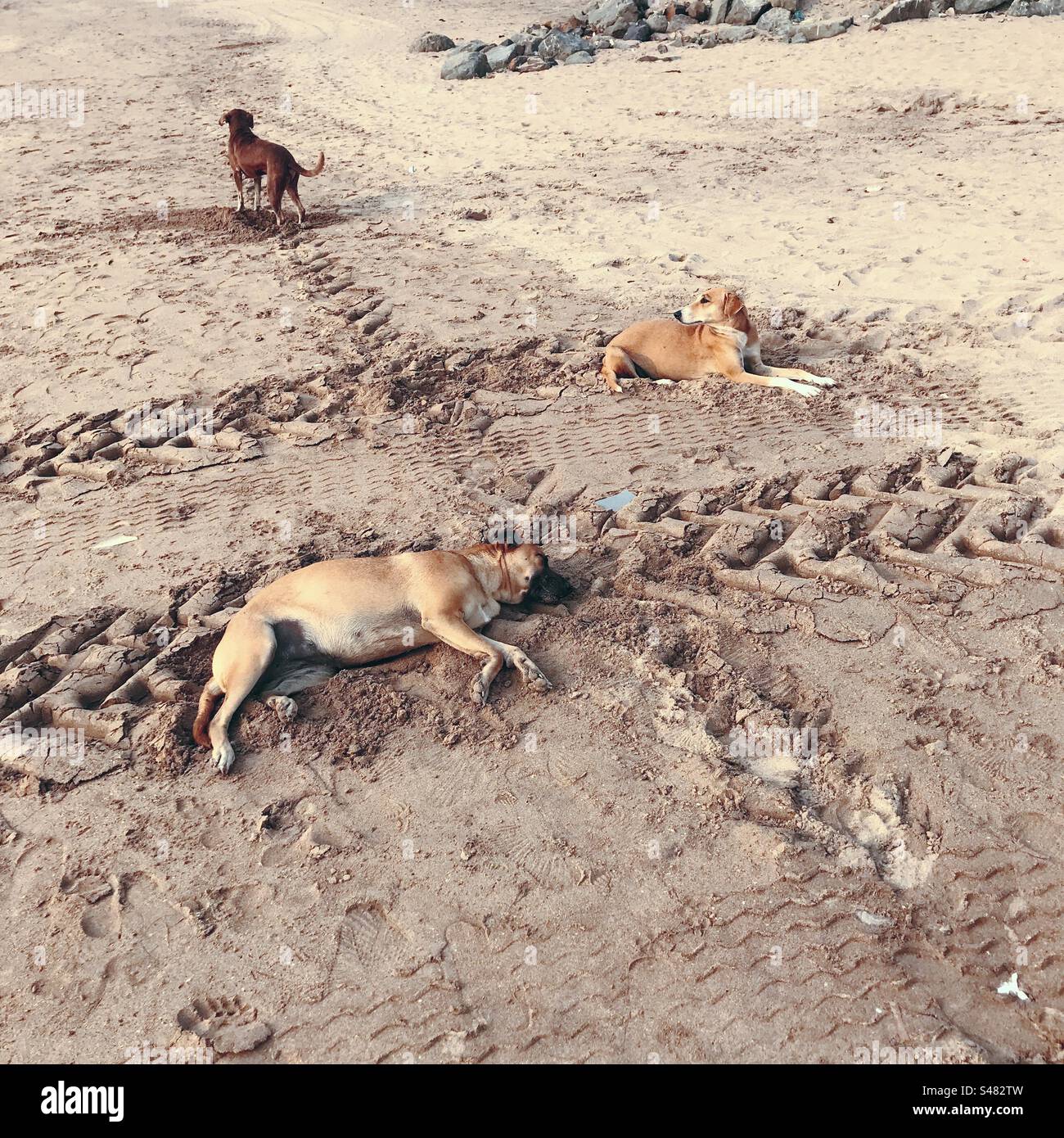 Cani randagi su una spiaggia con segni di pneumatici sulla sabbia - Immagine stock catturata con smartphone