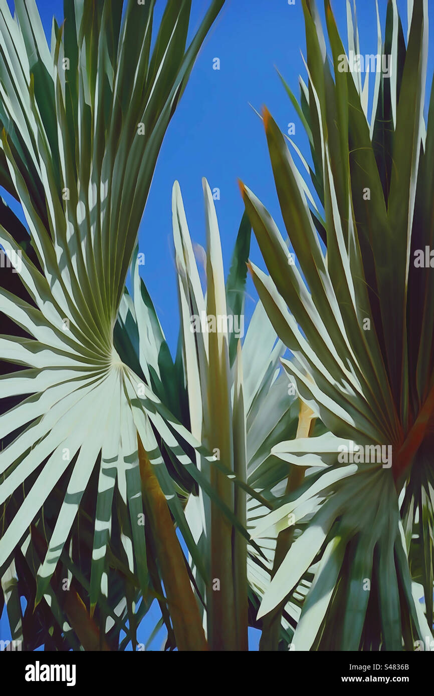 Immagine verticale delle foglie di palmo contro il cielo blu Foto Stock
